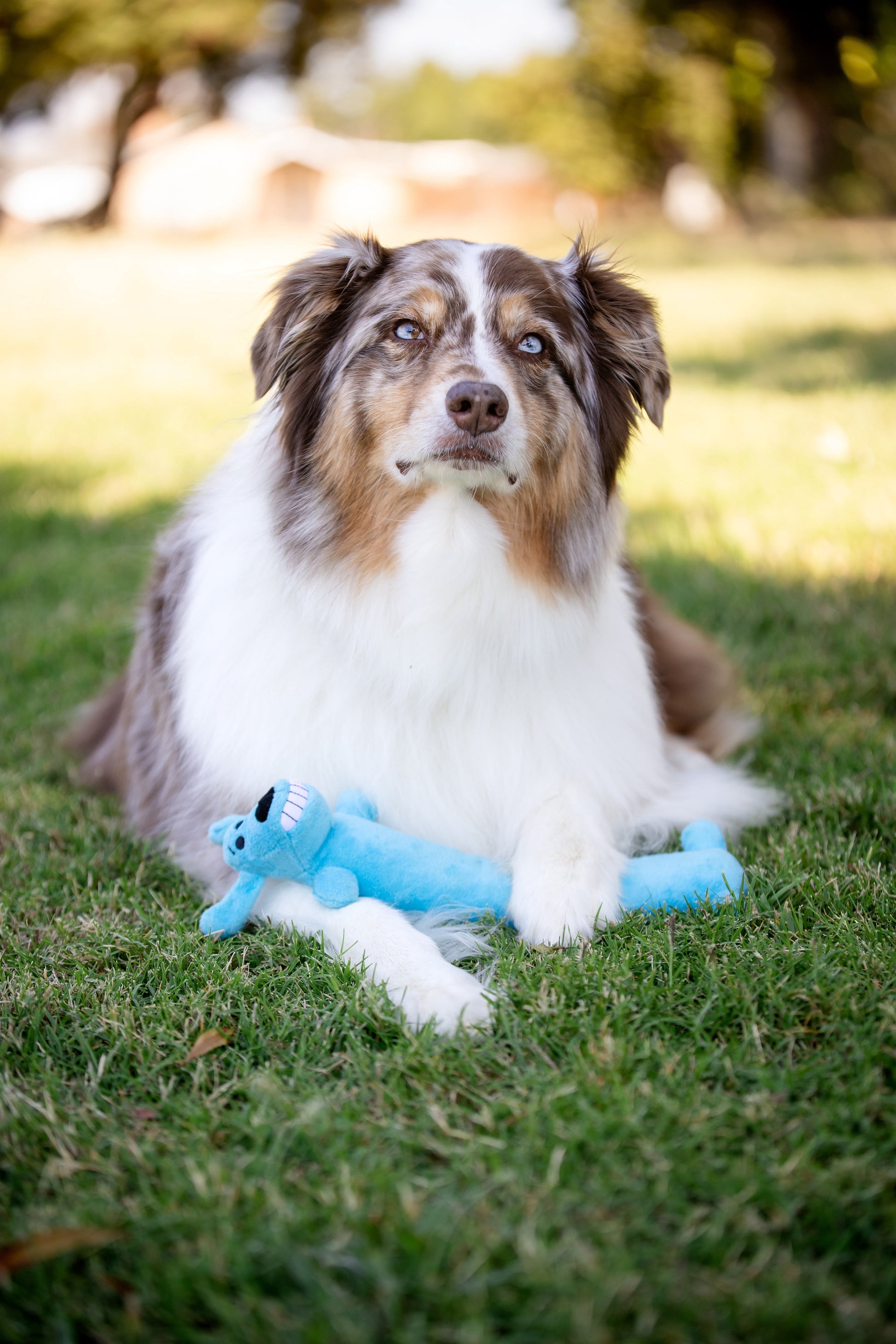 Plush Smiling Dog Toy with Squeaker, Medium Size