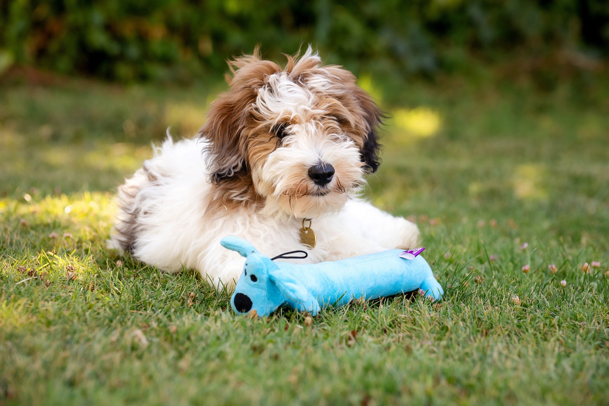 Plush Smiling Dog Toy with Squeaker, Medium Size